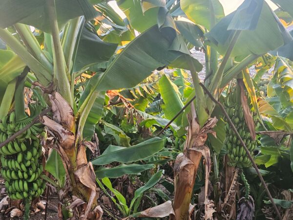 Leben Türkische Riviera Winter Sonne Alanya Avsallar